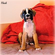6,5 weeks